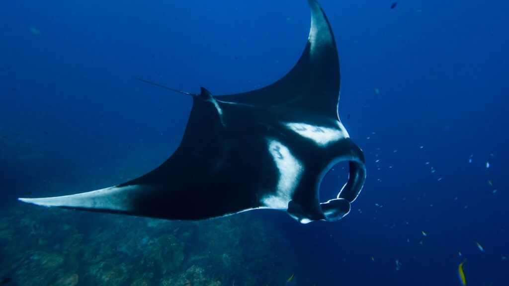 Mantarraya. Créditos: Magnus Larsson.