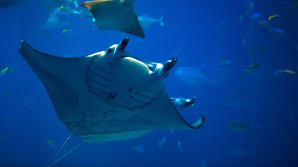 Mantarraya. Créditos: Shihina.