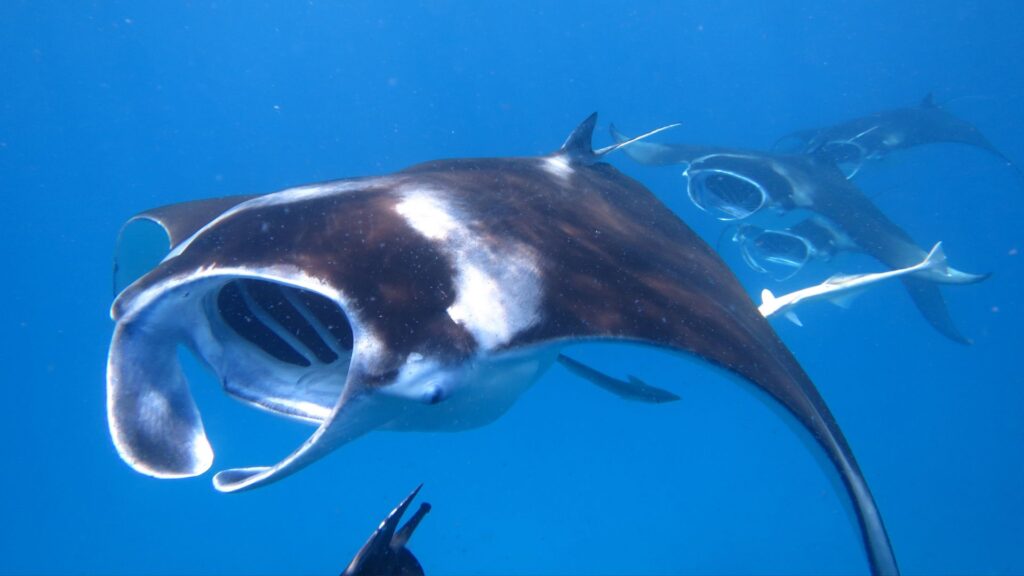 Mantarraya. Créditos: U_7war6bsk.