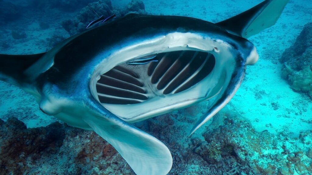 Mantarraya. Créditos: Yann Hubert.