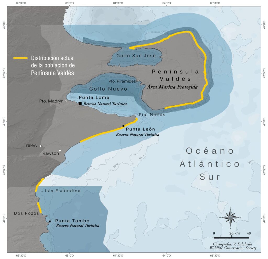 Mapa distribución de elefantes marinos. Créditos: WCS Argentina
