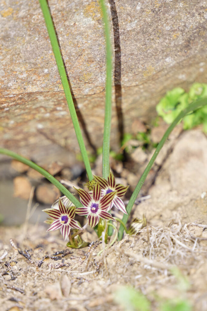 Miersia raucoana. Créditos: Nicolás García.