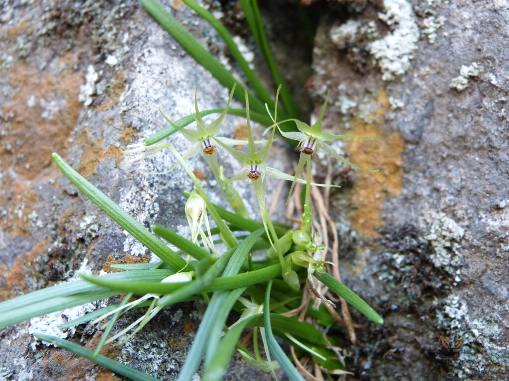 Miersia stellata. Créditos: Nicolás García.