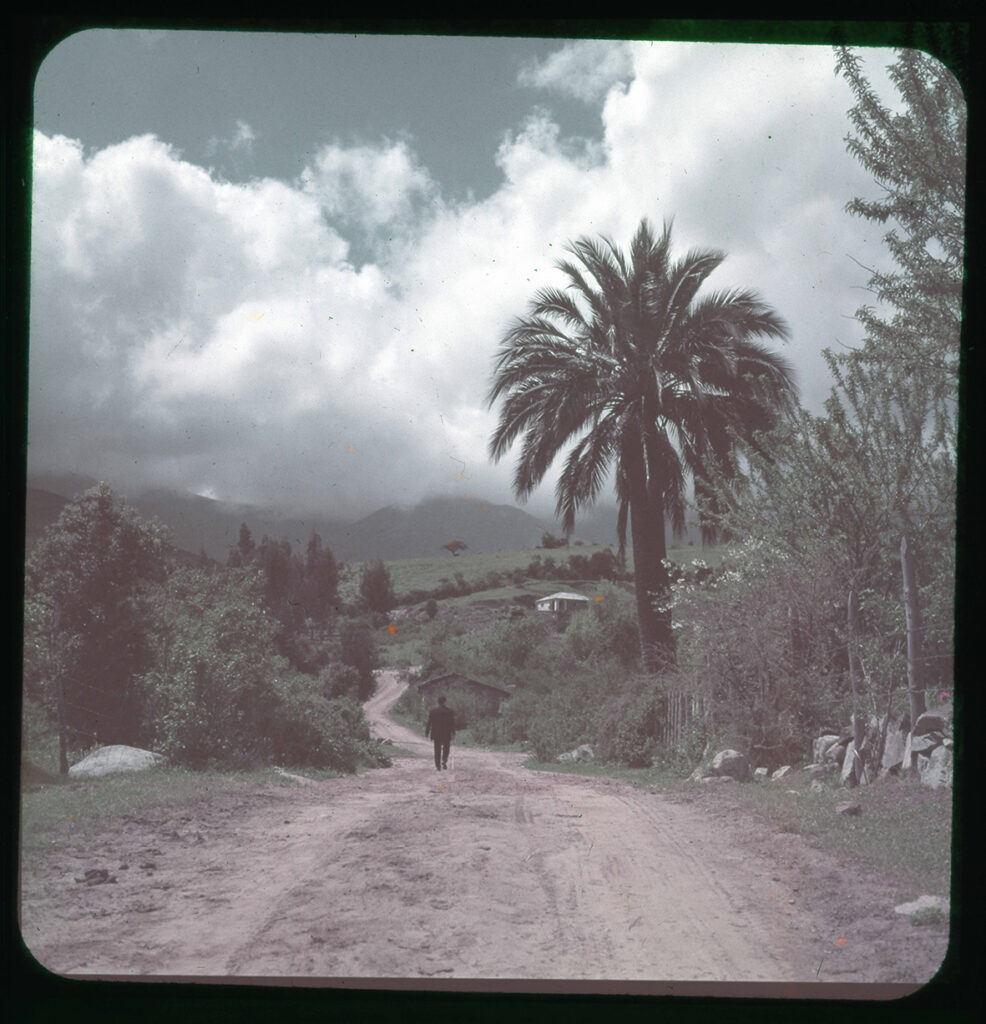MITROVIC Camino rural con palma chilena, Olmué, Región de Valparaíso, Chile, 1950 - 1965. Créditos: ©Fundación Enterreno