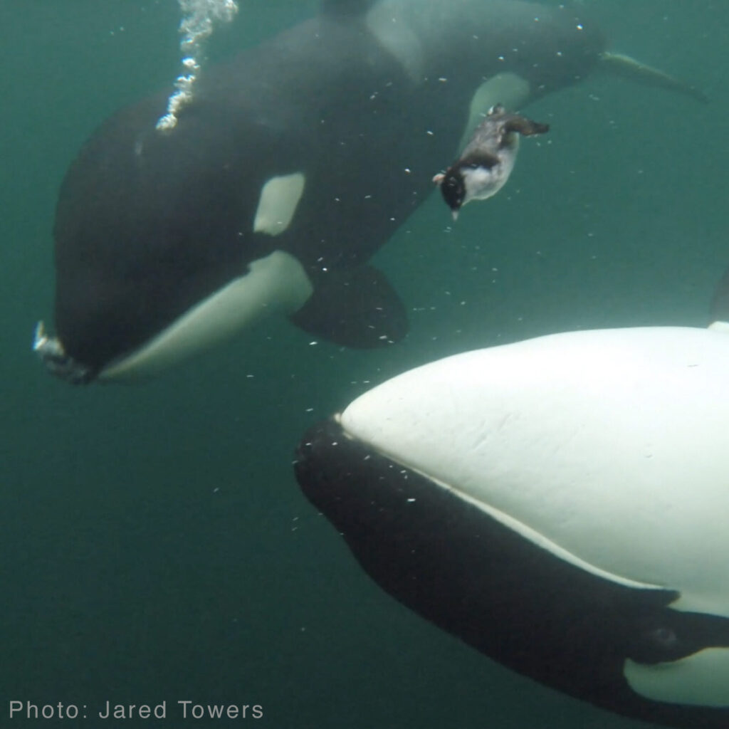Orcas en el océano