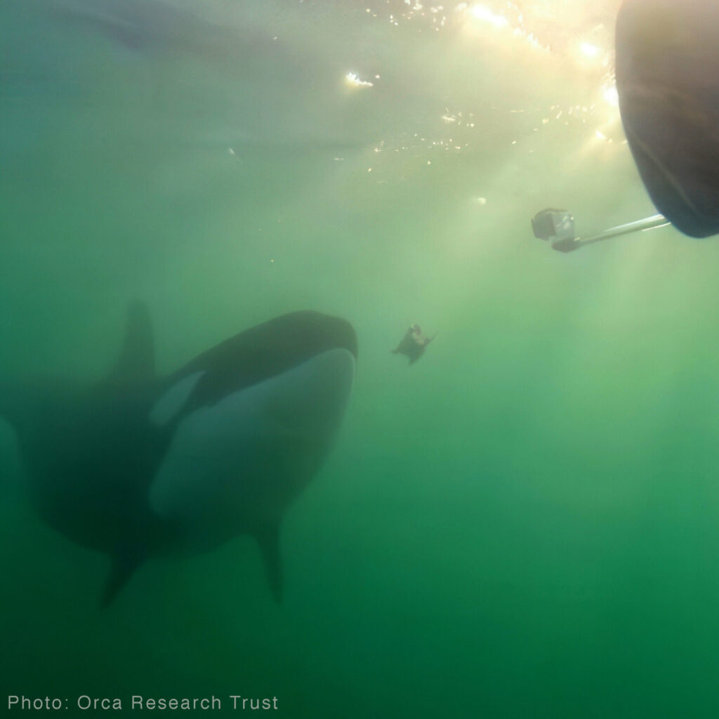 Orcas cerca de personas.