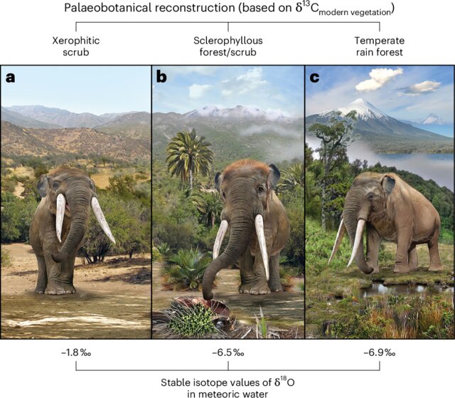 Palaeoenvironmental reconstructions of the landscapes occupied by N. platensis in central Chile a, Xerophytic vegetation. b, Sclerophyllous vegetation. c, Valdivian and northern Patagonian forest vegetation. We used stable isotope analyses of modern vegetation and fauna (the deer P. puda), integrated with our analyses of N. platensis remains, to infer these individual scenarios. Source data