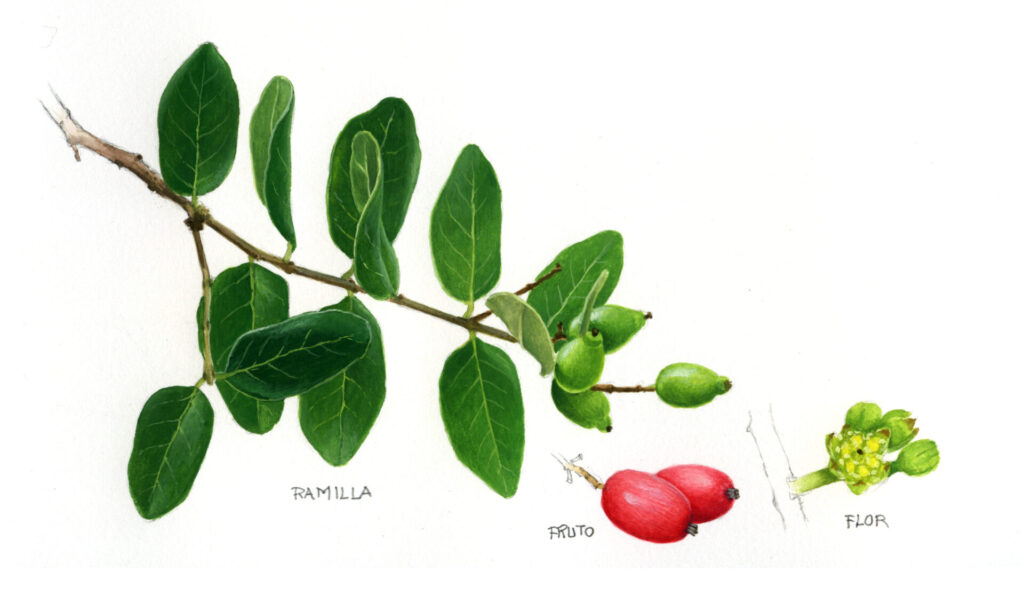 Ramilla de peumo. Créditos: Ilustración de Andrés Jullian.