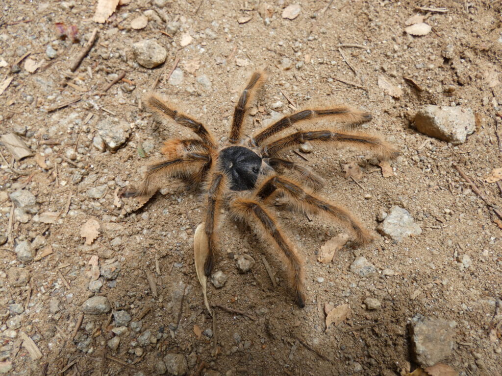 Phrixotrichus scrofa. Créditos: ©Natalia Rebolledo