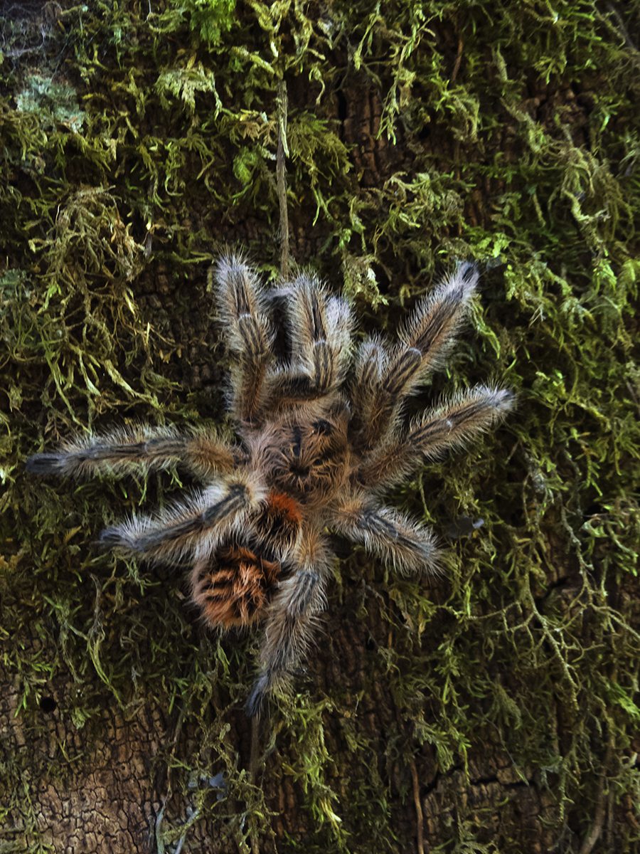 ¿Sabías que en Chile hay tarántulas? Descubre a las inofensivas y fascinantes especies chilenas