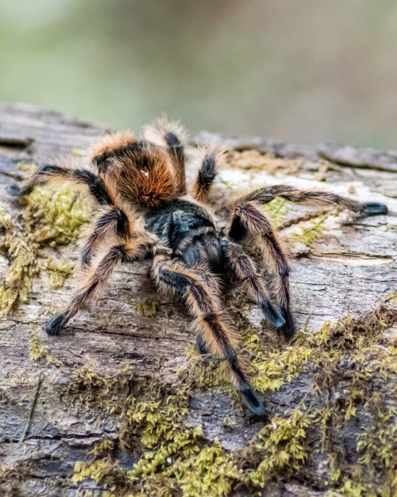 Phrixotrichus vulpinus. Créditos: © Martín Balcázar