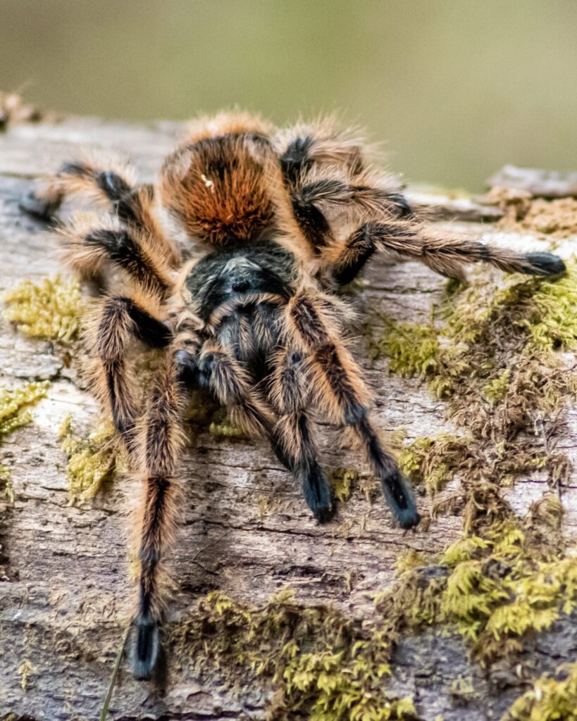 Phrixotrichus vulpinus. Créditos: © Martín Balcázar