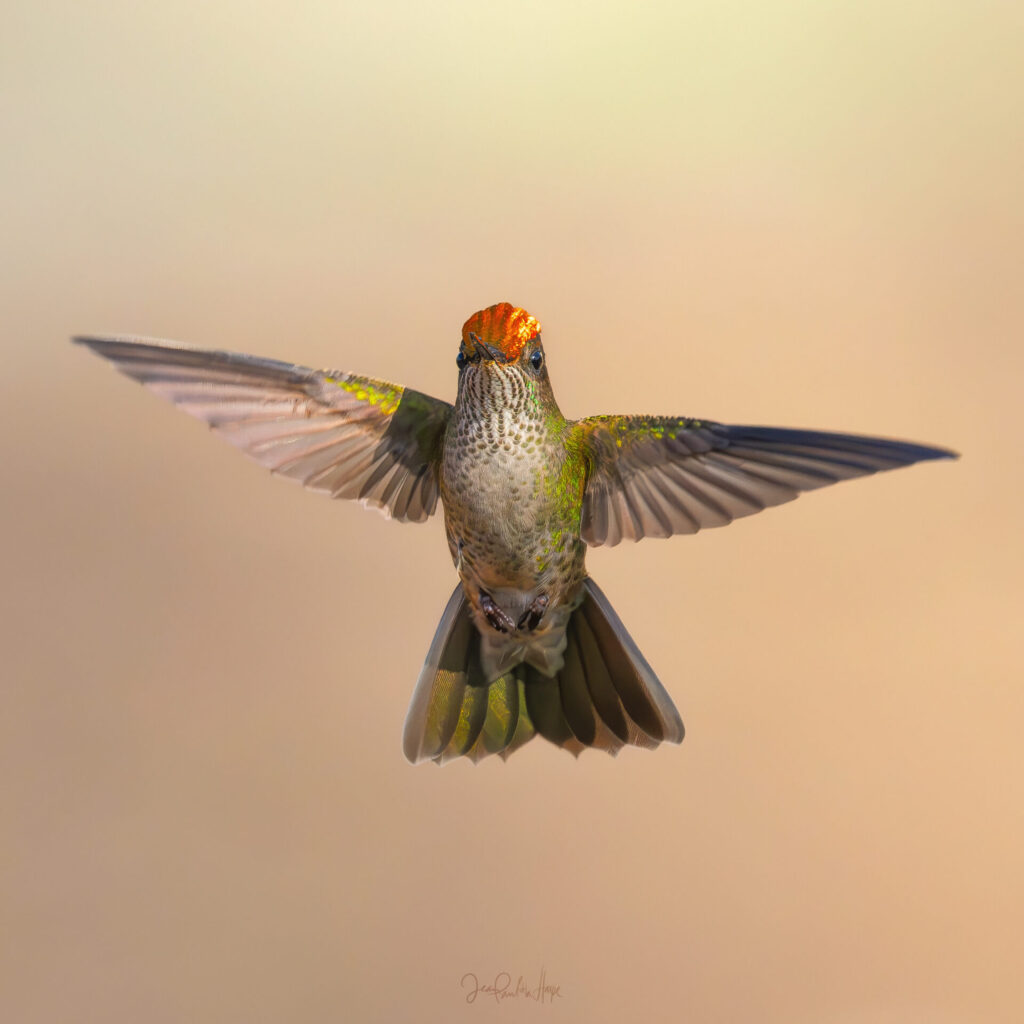 Picaflor chico. Créditos: Jean Paul de la Harpe