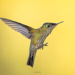Picaflor chico. Créditos: Jean Paul de la Harpe