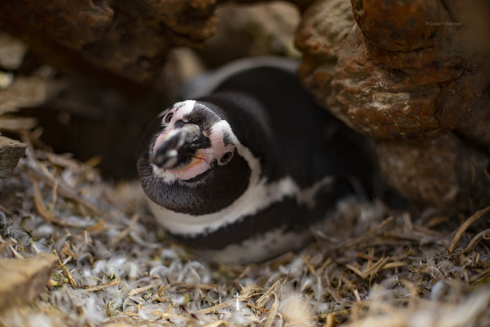 Pingüino de Humboldt. Créditos: César Villaroel