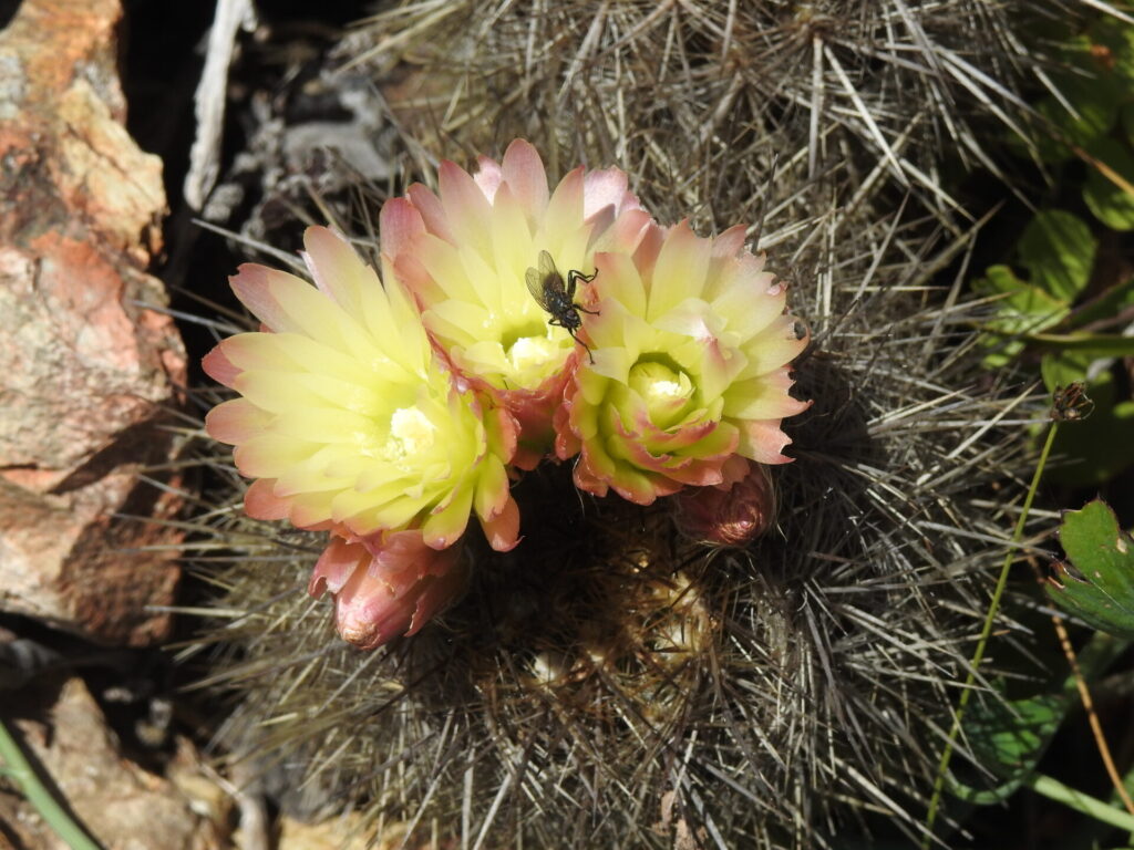 Polinizador en flor amarilla. Créditos: Gastón Carvallo