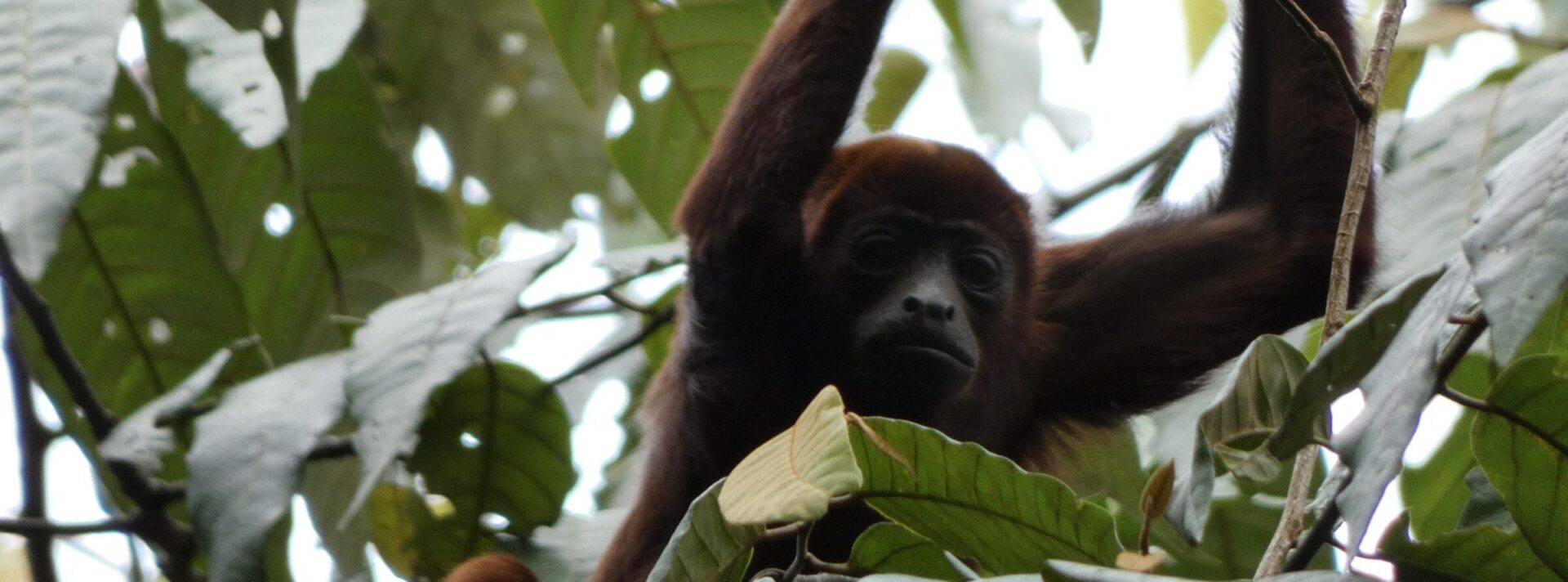 Muerte de más de mil primates por fiebre amarilla en Sudamérica enciende alertas de autoridades sanitarias y ambientales