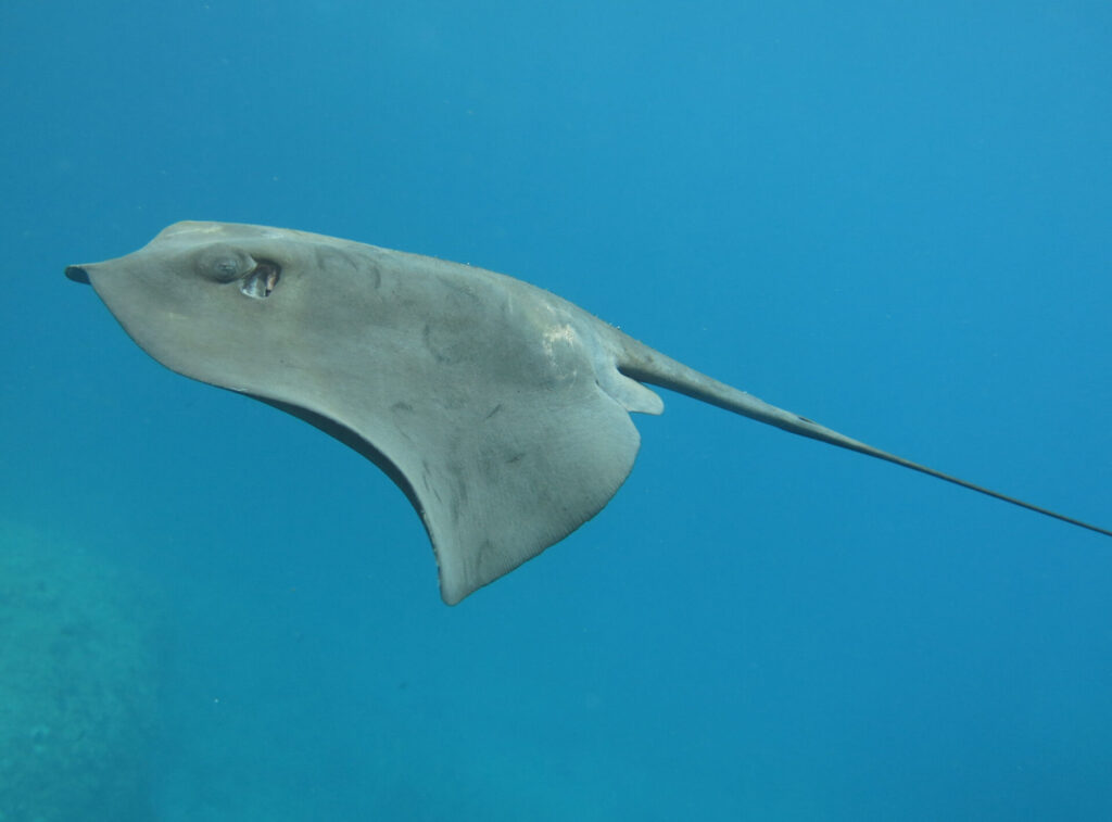Pteroplatytrygon violacea. Créditos: Sylvan Le Bris.