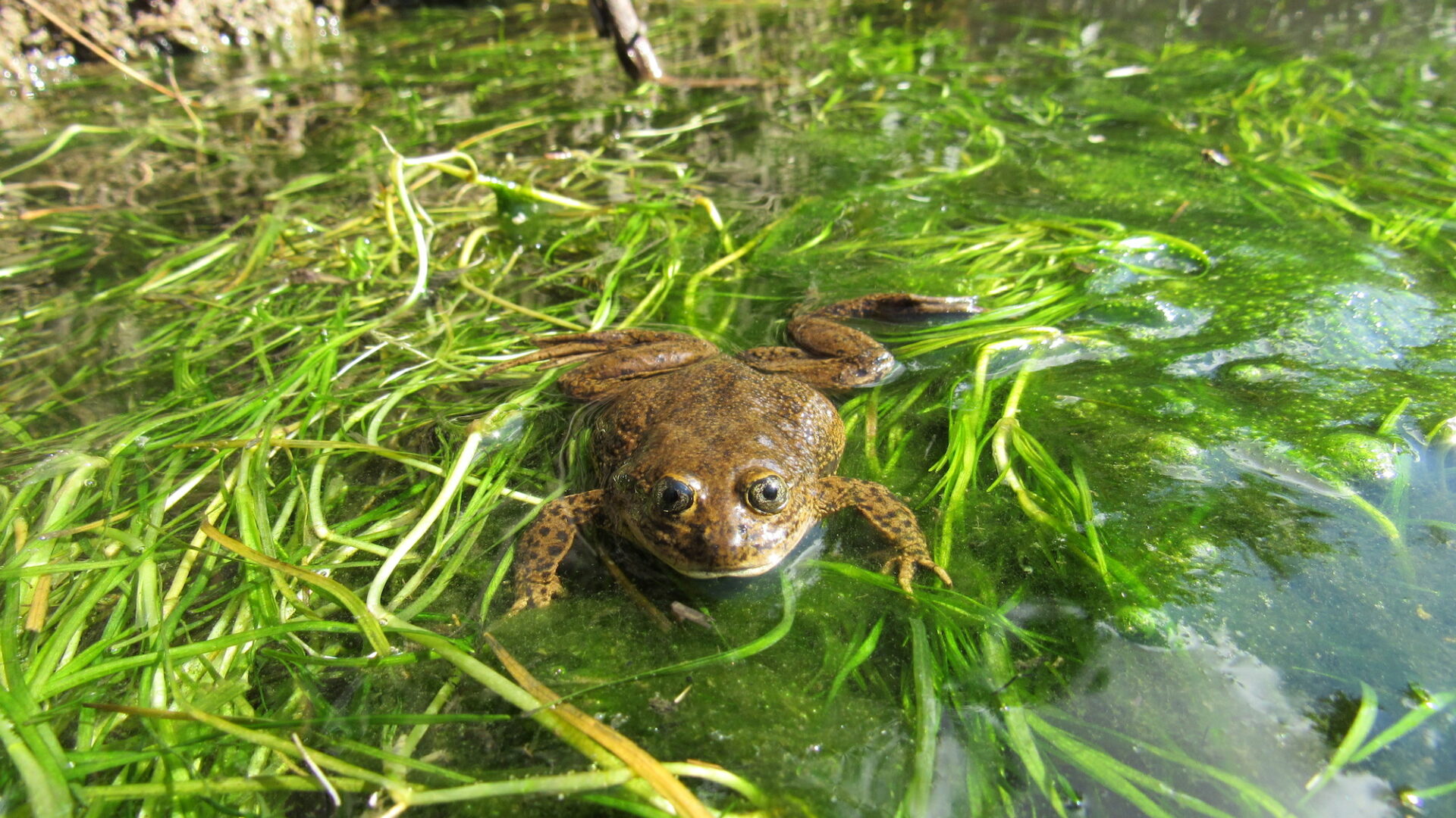 Un acercamiento a la fauna endémica de la cuenca del río Loa, un lugar único en el norte de Chile