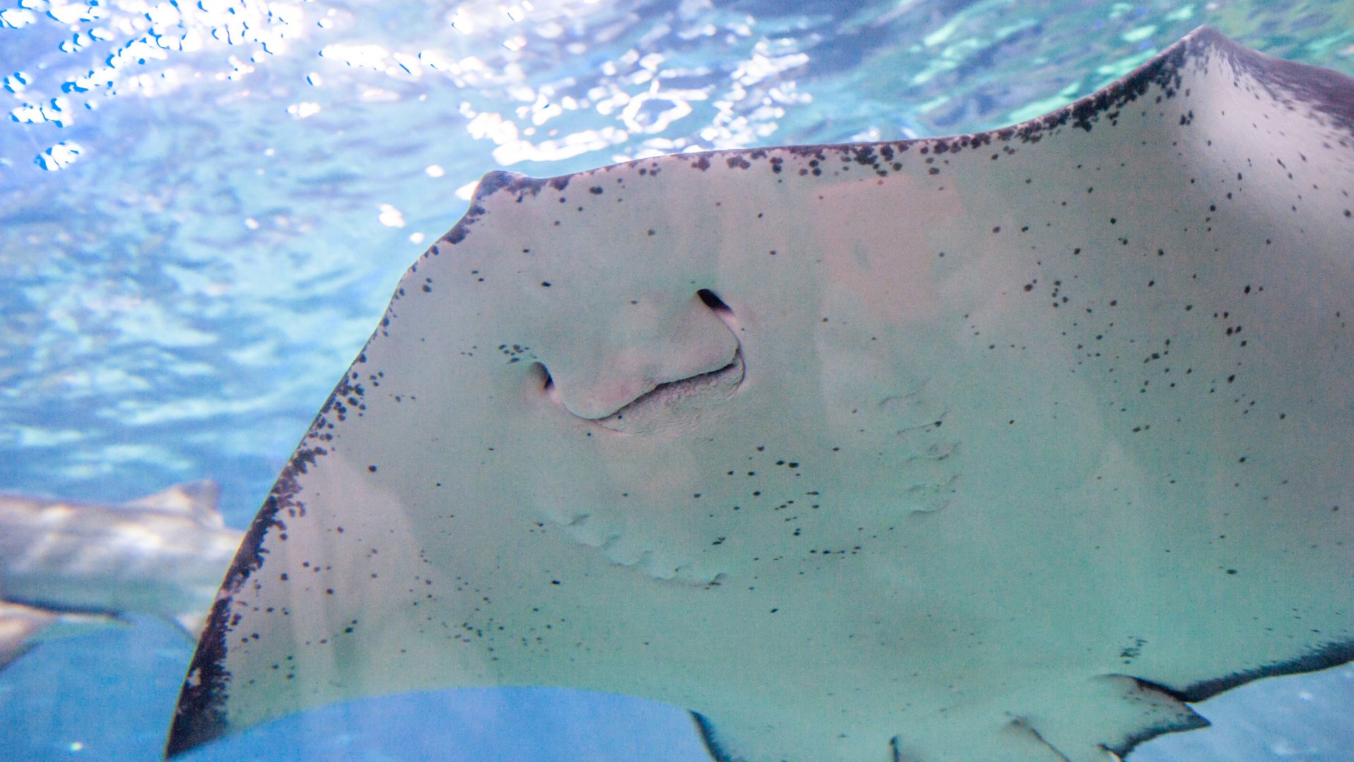 Rayas y mantarrayas de Chile: Descubriendo a las guardianas del océano y aliadas de la biodiversidad