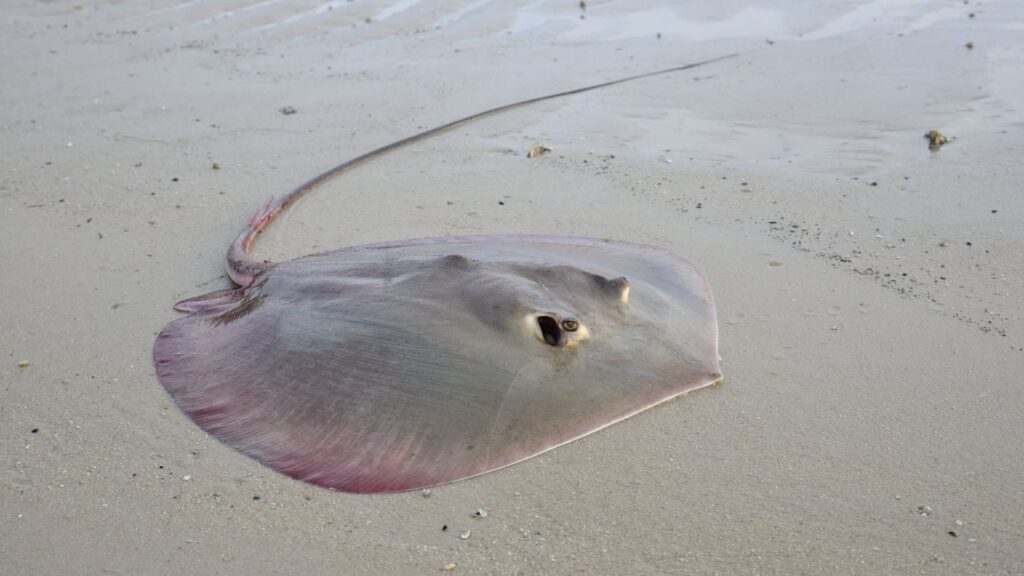 Especie de raya. Créditos: Bukpods.