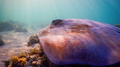 Rayas y mantarrayas de Chile: Descubriendo a las guardianas del océano ...