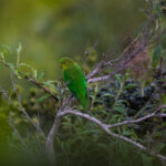 Bolborhynchus orbygnesius. Créditos: Diego Pérez Romero
