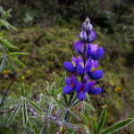 Lupinus paniculatus. Créditos: Diego Pérez Romero