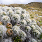 Austrocylindropuntia floccosa. Créditos: Diego Pérez Romero