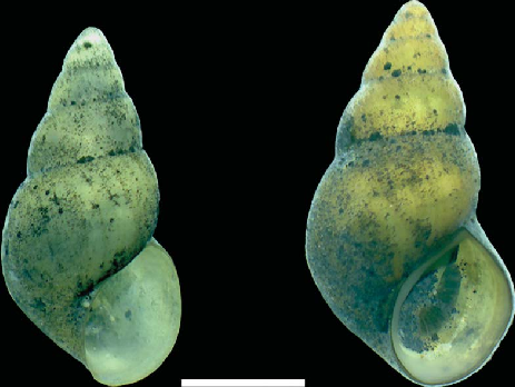 Concha de Heleobia opachensis (izquierda) y concha de Heleobia loaensis (derecha). Créditos: Gonzalo Collado. et all. (2016)