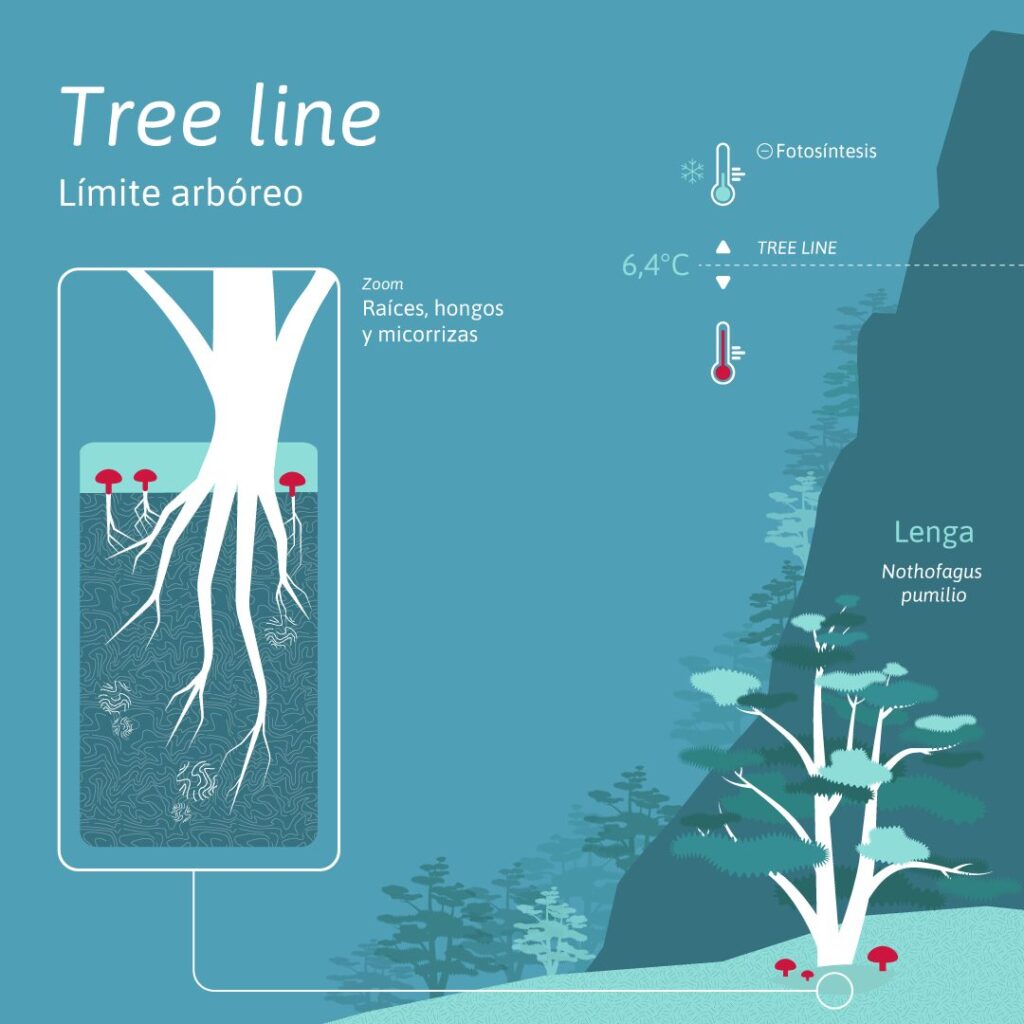 Tree line explicación. Créditos: Núcleo Milenio Lili