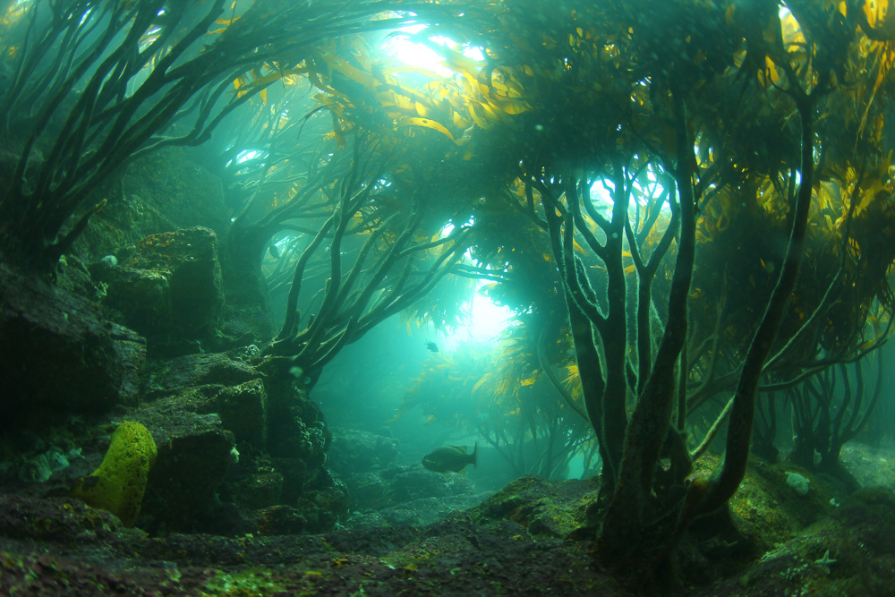Vida submarina en Archipiélago de Humboldt. Créditos: César Villaroel