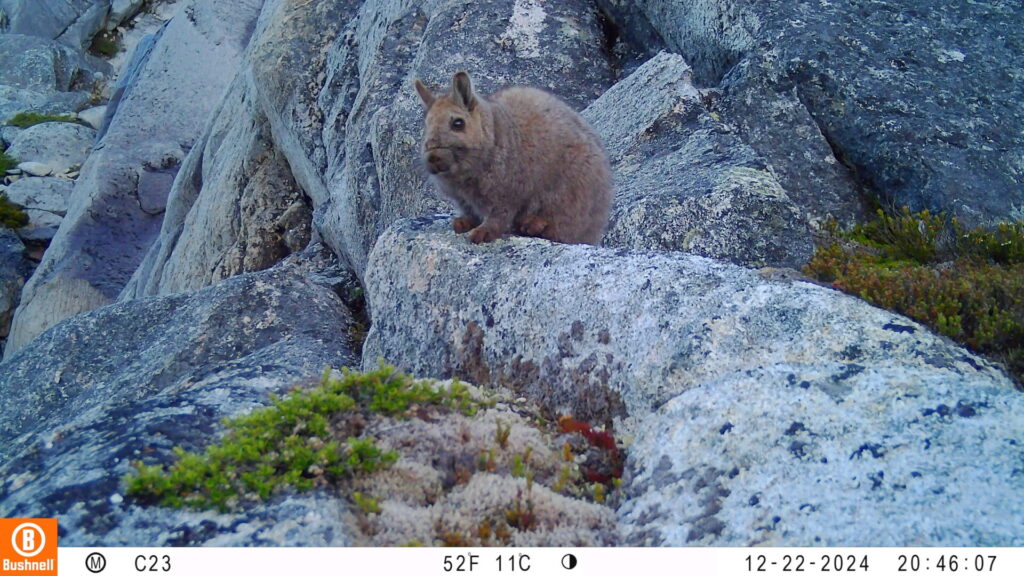 Vizcacha de la Patagonia. Créditos: ONG Puelo Patagonia