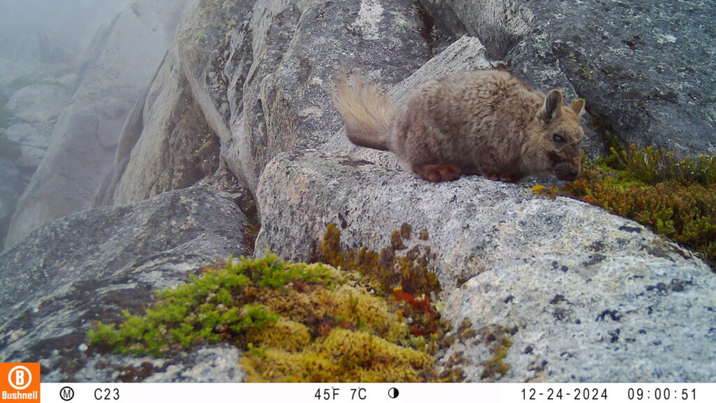 Vizcacha de la Patagonia. Créditos: ONG Puelo Patagonia