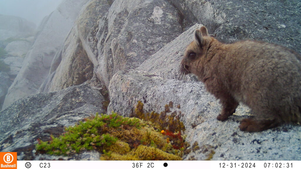 Vizcacha de la Patagonia. Créditos: ONG Puelo Patagonia