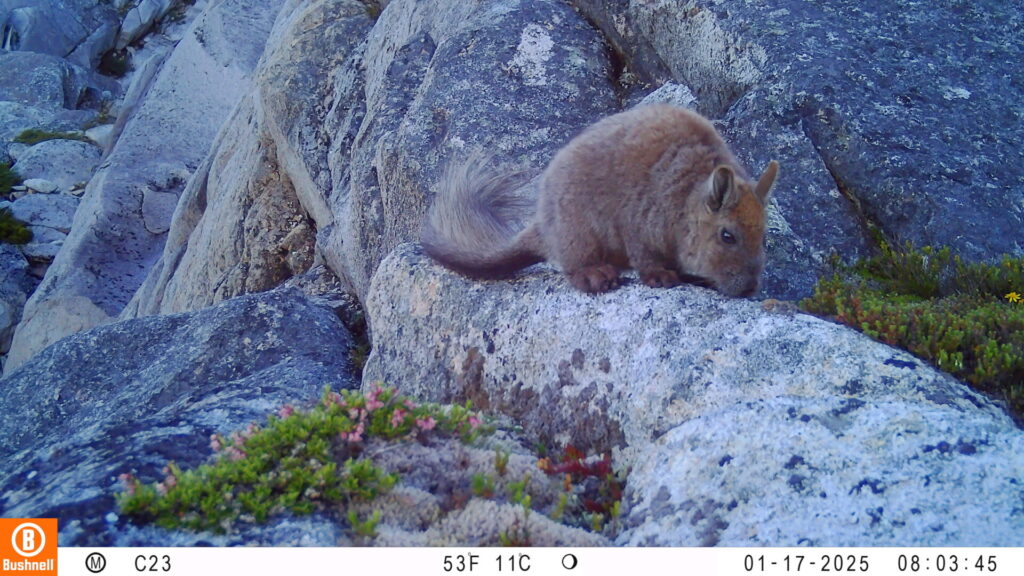 Vizcacha de la Patagonia. Créditos: ONG Puelo Patagonia