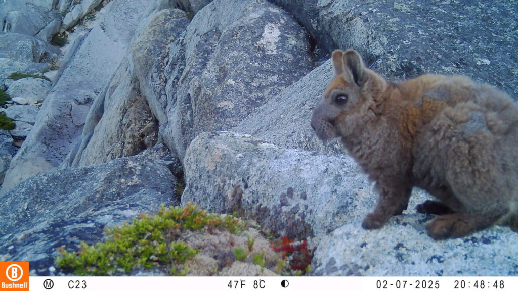 Vizcacha de la Patagonia. Créditos: ONG Puelo Patagonia