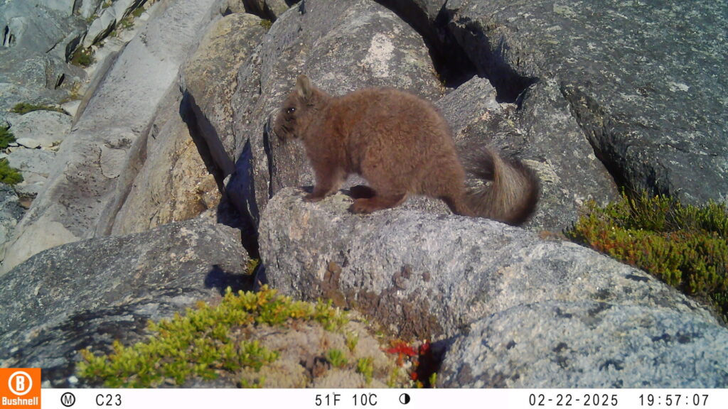 Vizcacha de la Patagonia. Créditos: ONG Puelo Patagonia