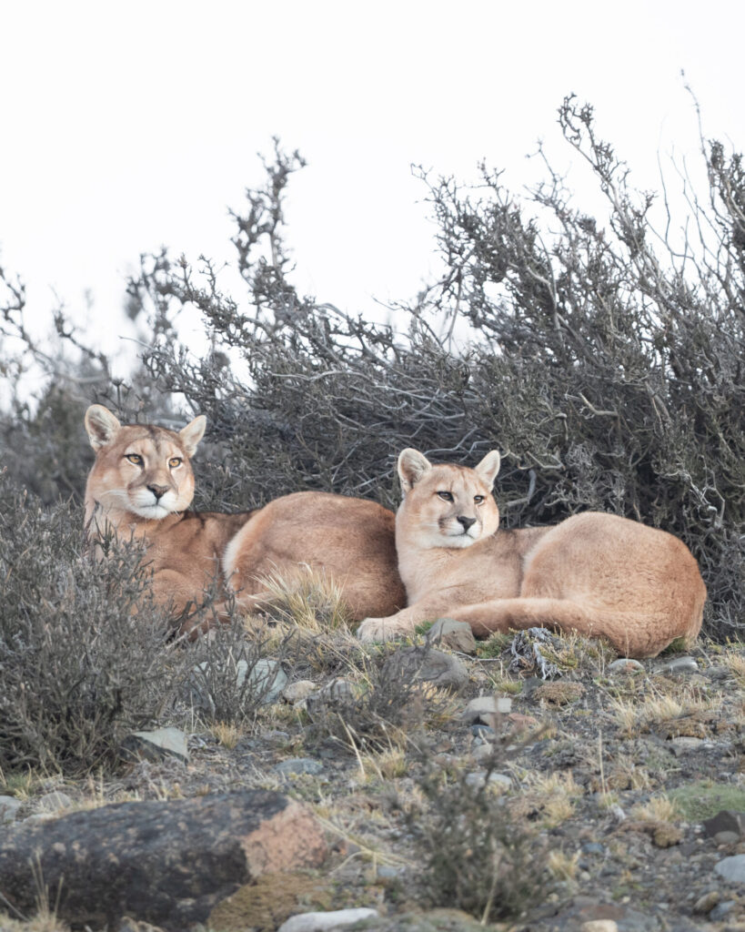 Pumas. Foto: Francisco Espíldora