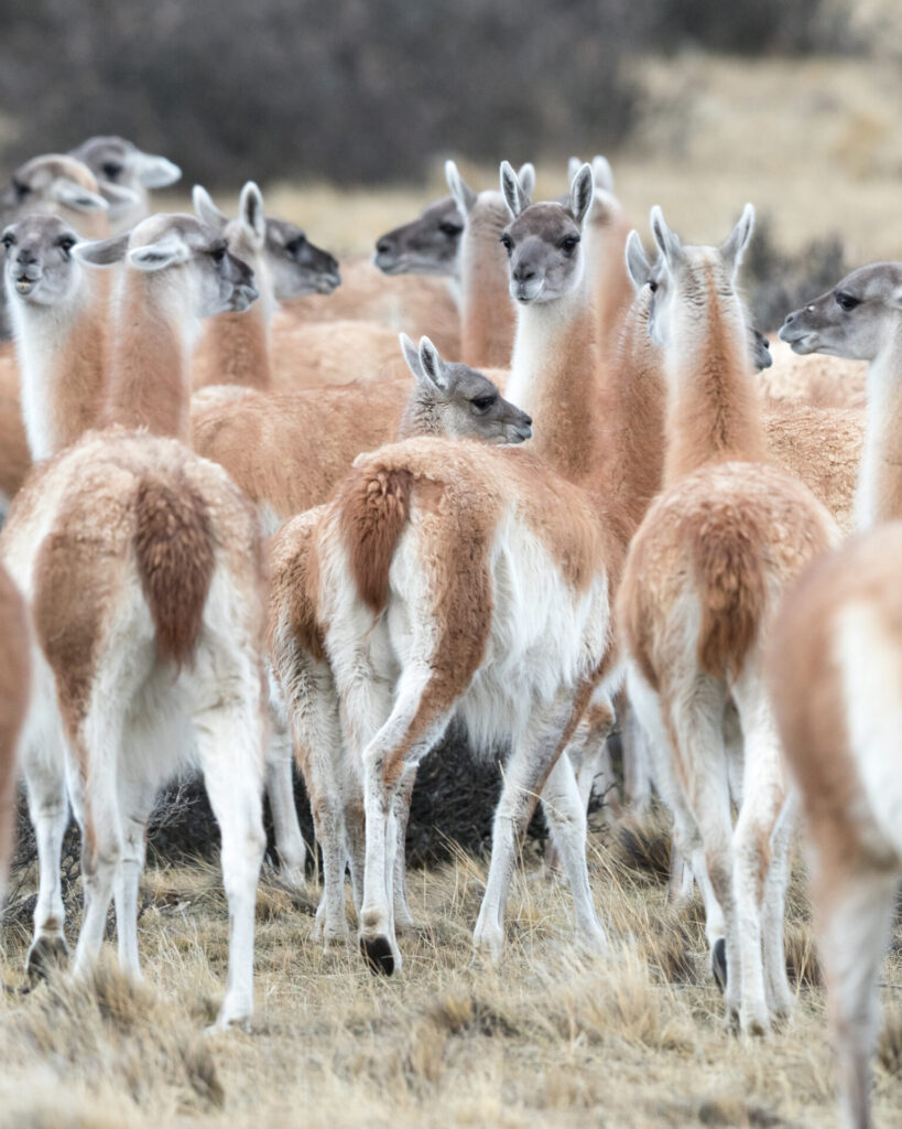 Guanacos. Foto: Francisco Espíldora