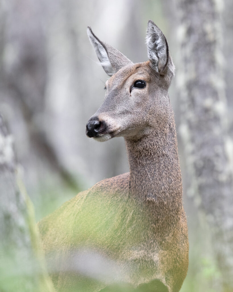 Huemul. Foto: Francisco Espíldora