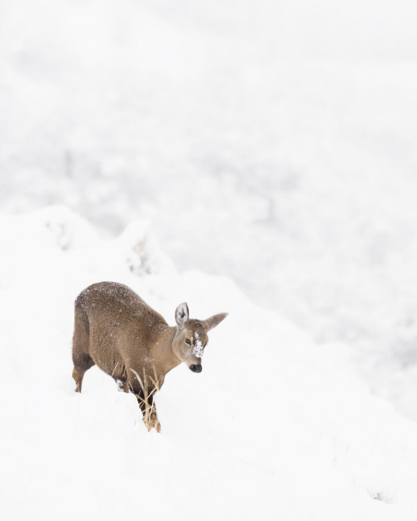 Huemul desde otra parte. Foto: Francisco Espíldora