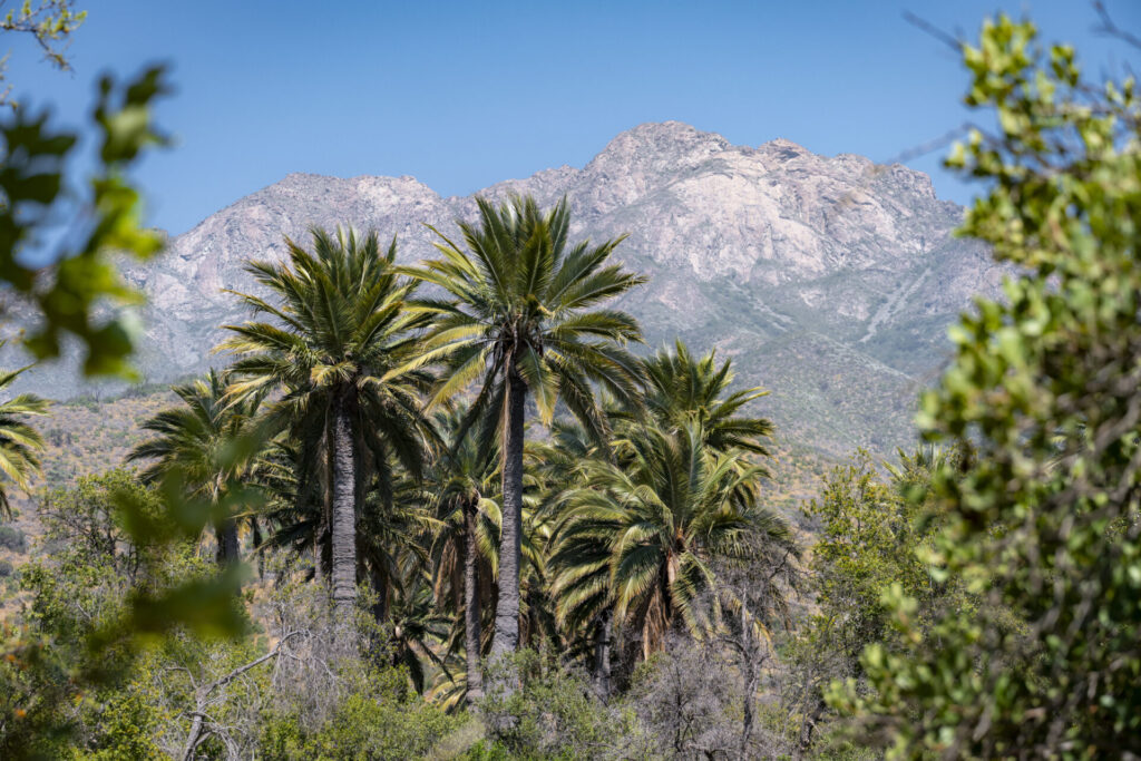 Parque Nacional La Campana. Créditos: Benjamín Valenzuela.