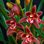 Orquídea Cymbidium. Foto: Garden Cultura