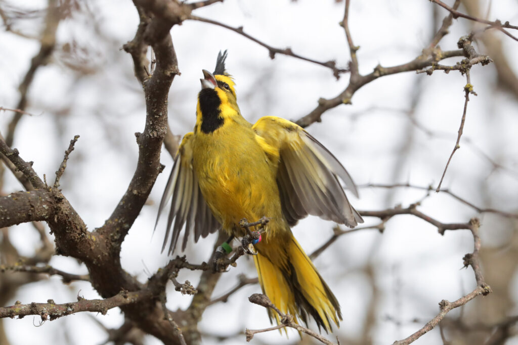 Cardenal amarillo en ambiente natural. Créditos: Gonzalo Prado