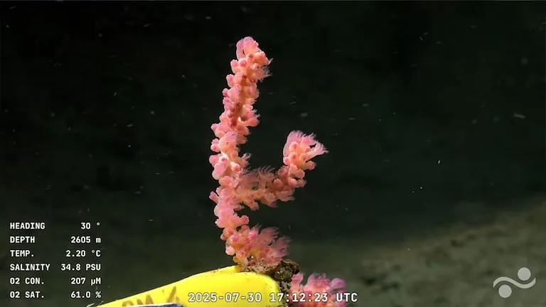 Tipo de alga capturada desde Schmidt Ocean Institute. Foto: Real Time