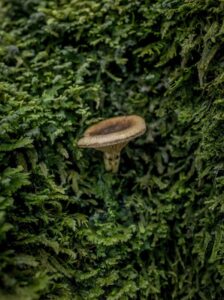 El hongo micorrízico Austropaxillus betuloides. Foto: Tomás Munita