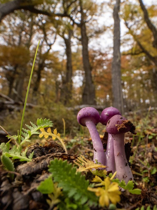 Otros alambiques de hongos micorrícicos. Foto: Mateo Barrenengoa