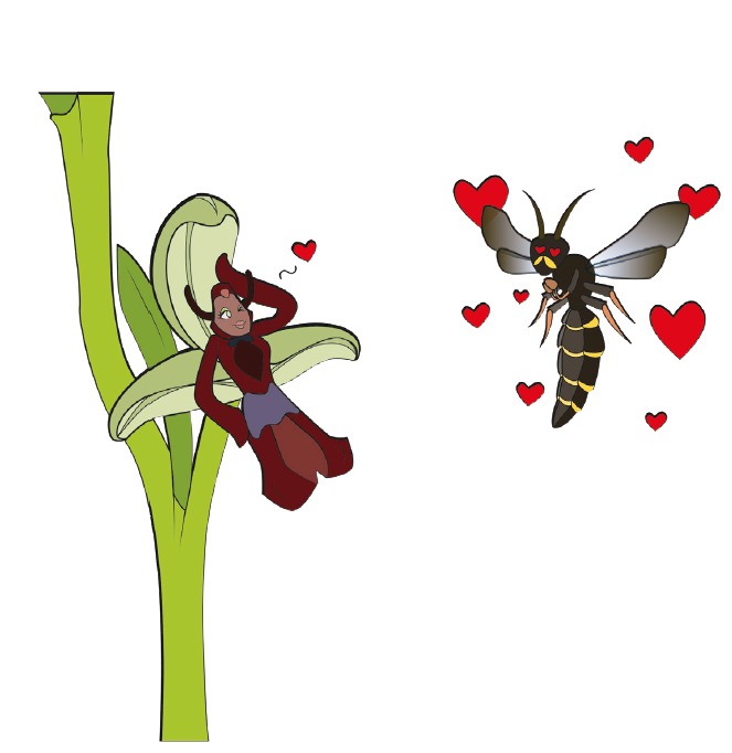 Representación de una Orquídea "seduciendo a una abeja". Foto: 10 cosas increíbles sobre las plantas que probablemente no sabías. Cristian Atala. Ilustración. Camila Sepúlveda.