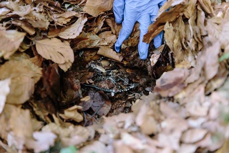 Hongos micorrízicos en los Apeninos, Italia. Foto: Seth Carnill